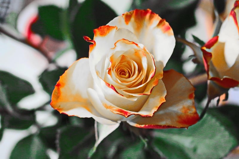 Rose Garden